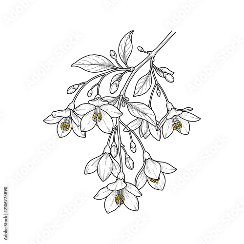 Japanese snowbell flower line art botanical print