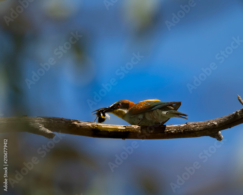 abejaruco europeo (Merops apiaster) posado sobre una rama seca con un gran insecto (un abejorro o abeja) atrapado en su pico. Destaca por su plumaje multicolor de tonos castaños y verdosos.