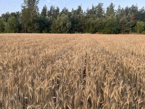 Slika na platnu Plants swaying gently in field wind