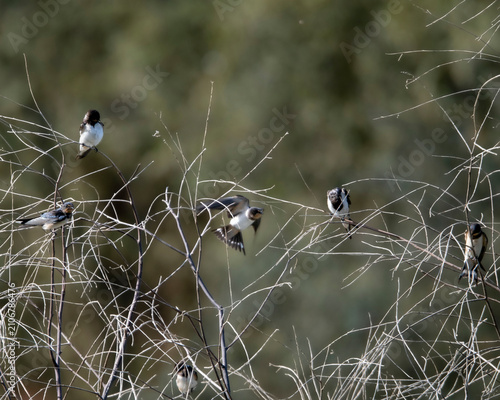 golondrinas comunes (Hirundo rustica) interactuando y posadas sobre finas ramas secas. Se aprecian varios individuos en reposo y uno de ellos capturado en pleno vuelo con las alas y la cola desplegada