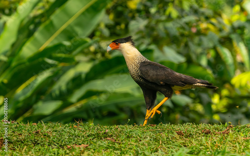 Bild auf Leinwand adulter Schopfkarakara (Caracara plancus)