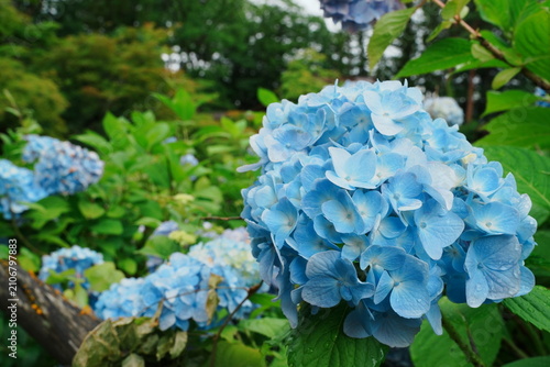 Beautiful light blue hydrangea flowers blooming in early summer, macro close-up - 初夏に咲く綺麗な水色の紫陽花 アジサイの花 クローズアップ
