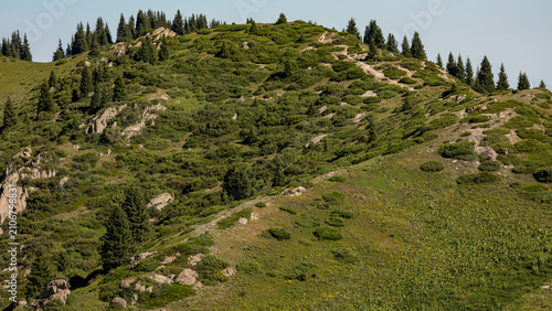 landscape with trees and mountains