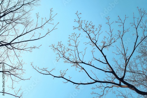 bare tree branches with tiny buds against a clear blue sky, evoking calm early spring serenity