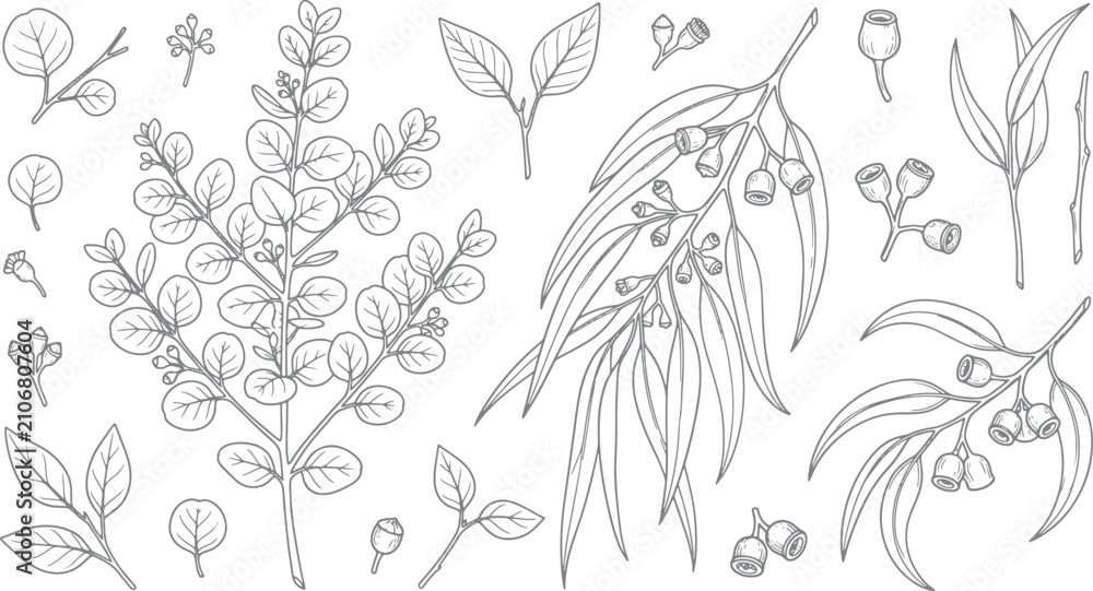 Obraz premium Hand drawn eucalyptus branches and leaves set featuring botanical sketches of foliage and seed pods in black ink style