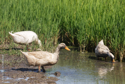 Canvas Print Cute white duck looking for food on wet mud soil land in the rice file at farm countryside