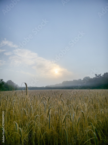 A wide wheat field under a clear sky at sunrise, morning view over the fields near Holler Moor or Wittenmoor in 27798 Hude, Germany