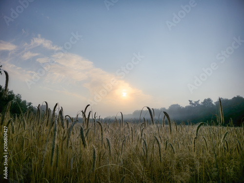 A wheat field in the soft light of the sunrise, morning view over the fields near Holler Moor or Wittenmoor in 27798 Hude, Germany