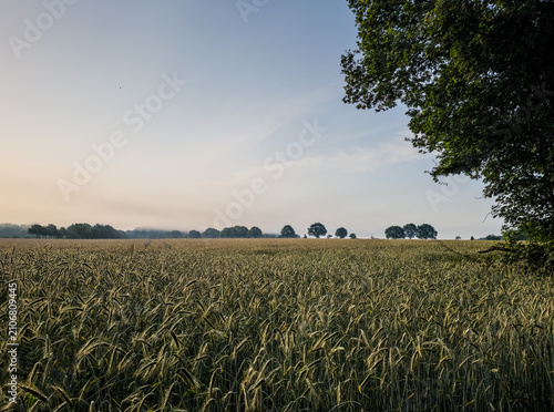 A large field with a row of trees in the morning light, morning view over the fields near Holler Moor or Wittenmoor in 27798 Hude, Germany