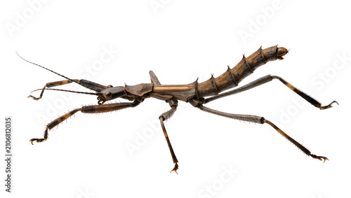 Schilderij op canvas Isolated brown stick insect, a fascinating example of mimicry and camouflage in