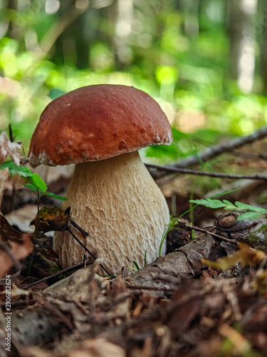 Beautiful king bolete (boletus edulis) or porcini mushroom growing in the wild autumn forest floor with moss and dry leaves