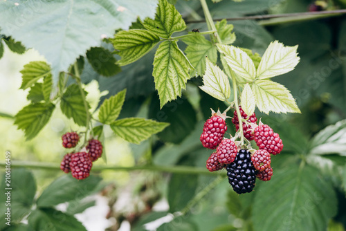 Foto Multiple red ladybugs clustered on dark ripe and ripening mulberry berries hangi