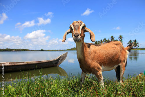 Brown domestic goat standing beside a traditional wooden canoe on the tranquil Kerala backwaters under a bright blue sky with coconut palms in the background