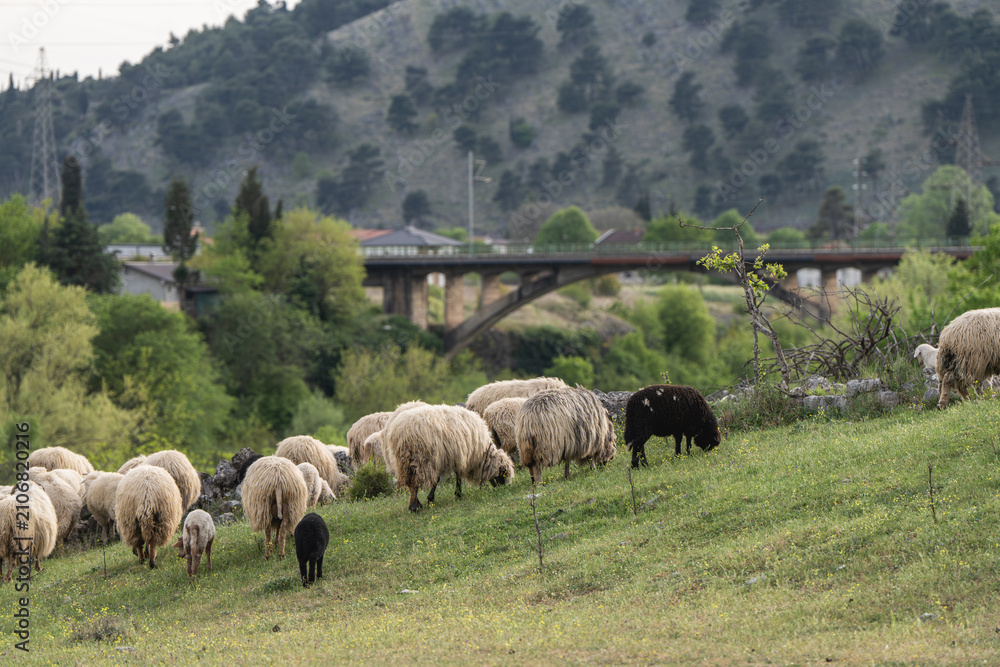 Fototapeta premium Large flock of sheep grazing in a sunlit mountain pasture with a historic stone bridge and forested hills in the background
