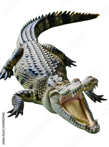 Принти на полотні Isolated fierce saltwater crocodile with powerful jaws wide open, showcasing sha