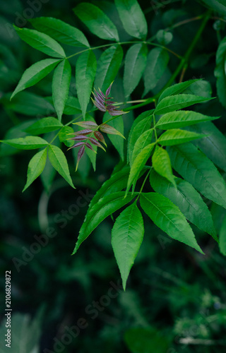 Green Leaves with Young Purple Shoots