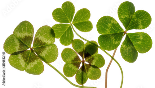 Foto Isolated four-leaf clovers with green leaves and stems, symbolizing good luck and fortune