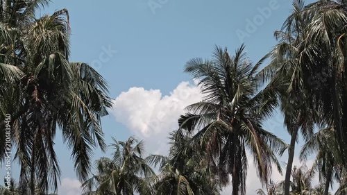 Low angle view looking up at tropical green branches moving in the breeze under a clear daytime sky with single fluffy cloud formation