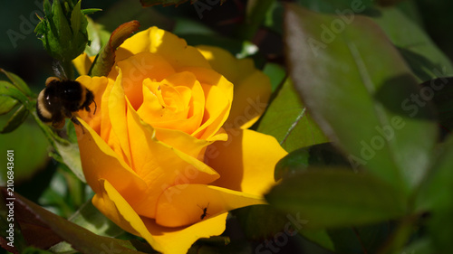 A yellow rose against a dark background in its natural environment. A clear summer day in the garden.
