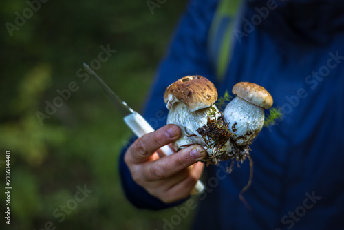 Close up of women  holding freshly picked porcini mushrooms in forest