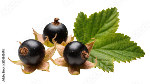 Isolated fresh blackcurrant berries with green leaf, ripe dark healthy fruit closeup