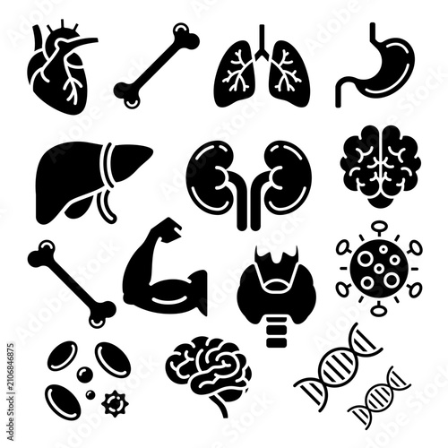 Human Anatomy Internal Organs Medical Solid Glyph Icon Set Vector