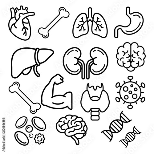 Human Anatomy Internal Organs Medical Line Icon Set Vector