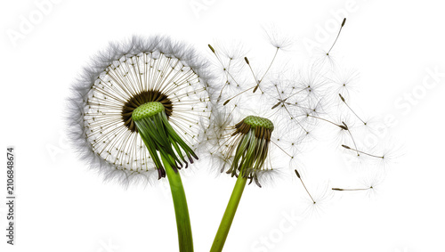 Fotografie Isolated dandelion seed heads, one intact and one dispersing flying seeds in the