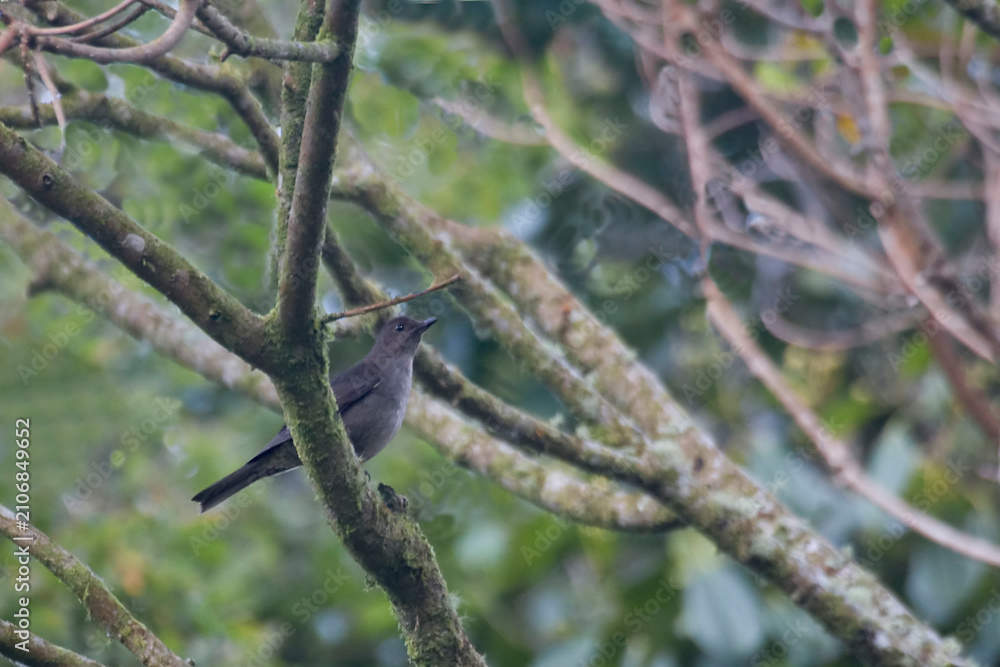 Fototapeta premium Mountain Thrush, Turdus plebejus, perched in a tree