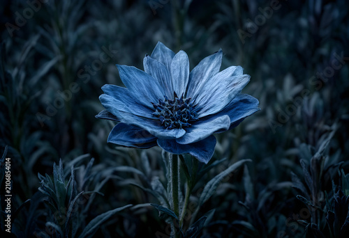 Blue flower with delicate p...