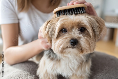 Dog getting groomed indoors by a person using a brush on its fur
