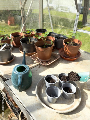 Vertical shot using a trowel to fill a flower pot with compost in a greenhouse with vegetable plants and watering can