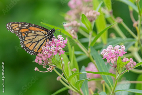 Orange monarch butterfly feeding from pink milkweed flowers in garden