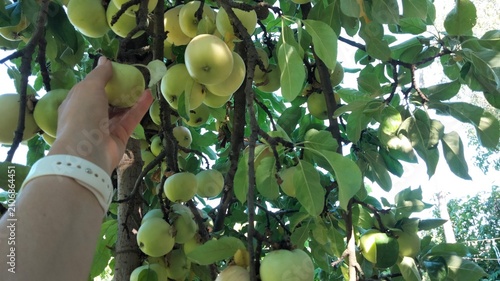 Woman picking green apple from tree branch in garden