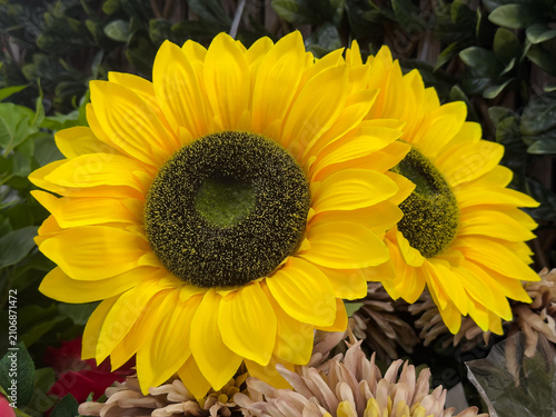 Bright yellow sunflowers bloom in vivid color