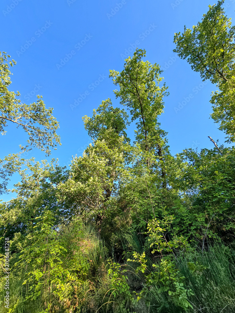 Fototapeta premium Looking up at green tree canopy under blue sky