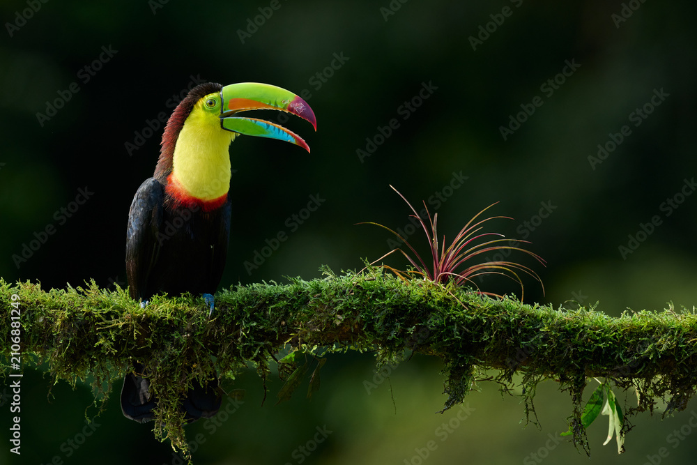 Obraz premium Keel-billed Toucan (Ramphastos sulfuratus) perched on a moss-covered branch in the tropical rainforest of Costa Rica, with colorful bill and natural green background.