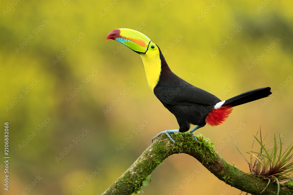 Fototapeta premium The keel-billed toucan (Ramphastos sulfuratus), also known as rainbow-billed toucan or sulphur-breasted toucan