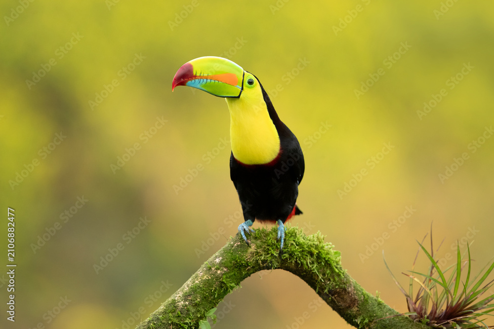 Fototapeta premium The keel-billed toucan (Ramphastos sulfuratus), also known as rainbow-billed toucan or sulphur-breasted toucan