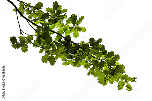 Photograph of a natural green spring oak branch during flowering