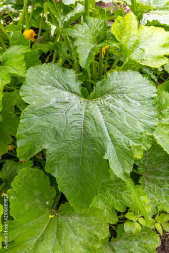 Fotografi Broad squash foliage with visible venation and yellow cucurbit blossoms