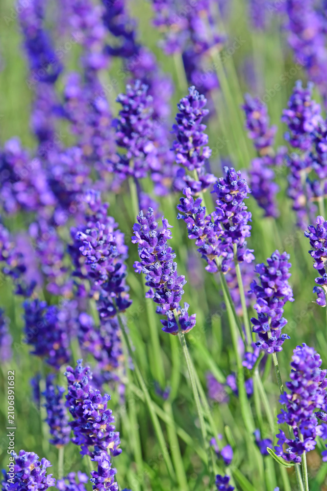 Obraz premium lavender, flower of the medicinal herb