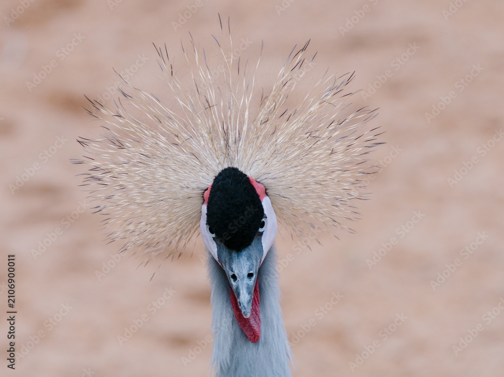 Obraz premium A crested crane displays its distinctive plumage featuring a striking crown of feathers with a close up view of the bird head