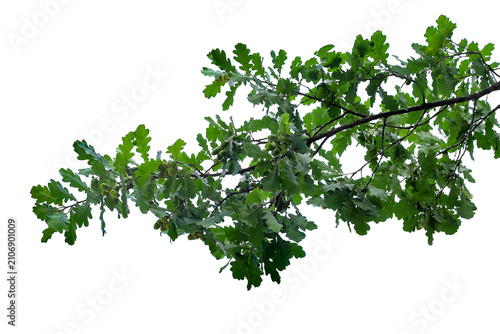 Photograph of a natural green spring oak branch during flowering