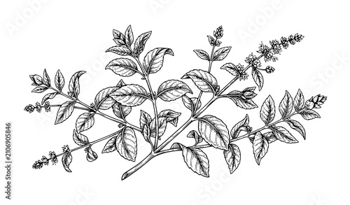 Photography Fresh Mussels Ink Sketch Hand Drawn Seafood Engraving Vector Illustration Isolat