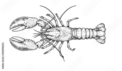 Фотография Fresh Mussels Ink Sketch Hand Drawn Seafood Engraving Vector Illustration Isolat