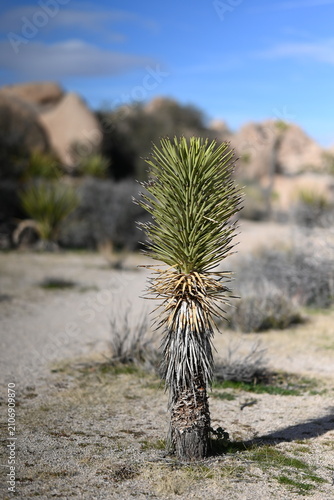 Cuadro en lienzo joshua tree national park
