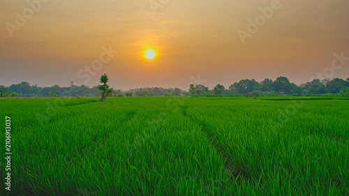 Obraz na plátně Vast green rice field under a bright golden sunset sky in an expansive rural agr