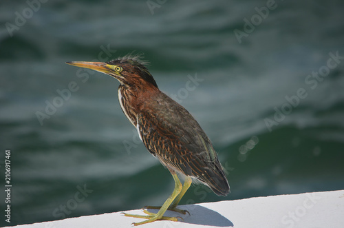 Juvenile Green Heron