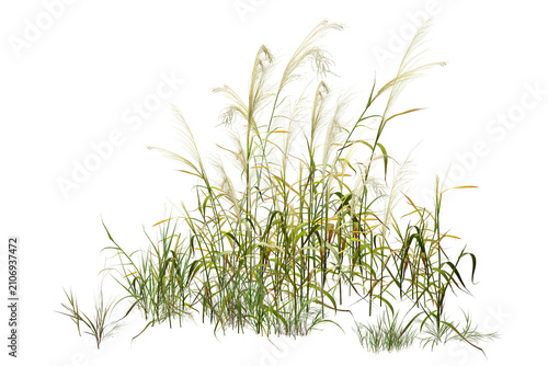 green grass isolated on white/High-resolution image of elegant miscanthus grass isolated on a white background, featuring sharp details and natural beauty, ideal for botanical, landscaping